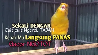 Download Kenari Gacor Cuit cuit Ngerol TAJAM, TERAPI AMPUH Kenari MACET, Pancingan Kenari Paud Belajar Bunyi MP3