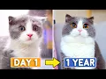 Day 1 To 365 Raising Munchkin Kitten Coco