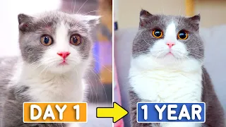 Day 1 To 365 Raising Munchkin Kitten Coco