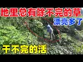 Download Lagu 杂草长的太快了，每次都要把草除了庄稼才能长得好，很充实的生活