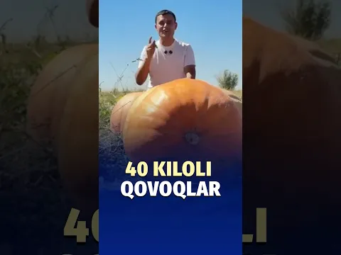 Oʻzbekistonda gigant oshqovoqlar yetishtirildi
