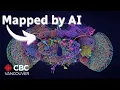 How fruit flies are helping us understand human brains