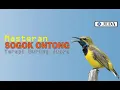 Download Lagu Burung Sogok Ontong - Terapi Burung Juara