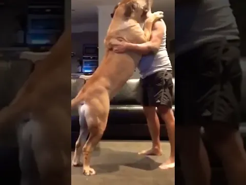 Huge Molly the Boerboel wants a Cuddle #hugedog #shortsvideo #shortsfeed