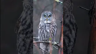 طائر البوم الصياد الليلي الغامض 