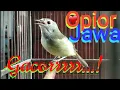Download Lagu Opior Jawa Gacor