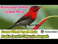 Download Lagu SUARA PIKAT - PANCINGAN SUARA PIKAT BURUNG SEPAH RAJA SUARA JERNIH DIJAMIN AMPUH