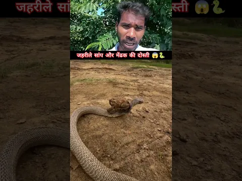 जहरीले सांप और मेंढक की दोस्ती 😱🐍 #snakevideo @sanjaysnake #shorts
