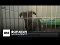 Here s what to know about a lost pet scam in Sacramento