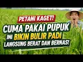 Petani Kaget! Cuma Pakai 4 Sendok Pupuk Ini Bikin Bulir Padi Langsung Berat dan Bernas!