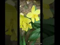 Download Lagu Garden Mania- Yellow Blooms...