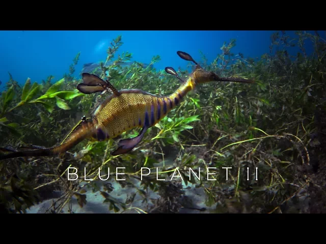 Blue Planet II: Official Trailer