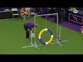 Brutal Speed Gabby The Papillon Dominants In Record Time In Agility Course