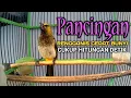 Download Lagu Rengganis gacor panggilan ampuh, pancingan cucak wilis gak tahan pasti ikutan bunyi