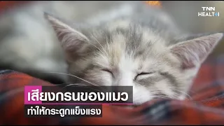เสียงกรนของแมวมีผลต่อสุขภาพร่างกายอย่างไรบ้าง