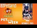 Petland-Litter Media Pet of the Week for October 2 2025 Bobo