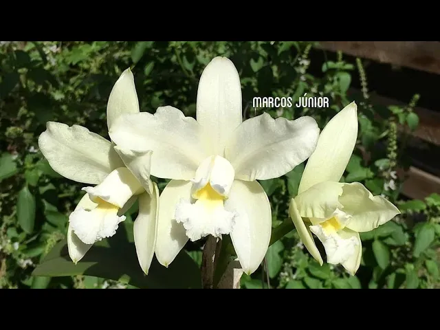 ORQUIDÁRIO DA ANA HICKMANN ADUBO PARA ORQUÍDEAS EXPOSIÇÃO DE ORQUÍDEAS
