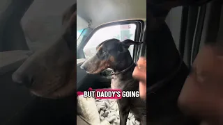 #fyp #dream #doberman #pets #youtube