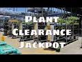 Houseplant Shopping at Lowe s Huge Clearance Haul of Popular Indoor Plants