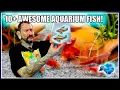 Download Lagu 10 AWESOME AQUARIUM FISH! Paul's Aquariums Unboxing