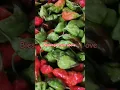 Download Lagu #harvesting #cucumber #vegetables #kingchilli 🌶️🌶️🌶️