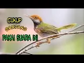 Download Lagu Suara pikat burung prenjak lumut paling ampuh100%