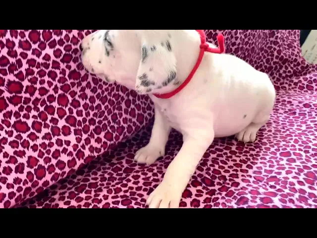 動画
