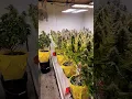 Download Lagu indoor cannabis yield