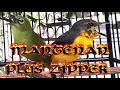 Download Lagu Masteran pleci isian mantenan sambung zipper, cepat masuk jamin juara