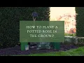 Download Lagu Planting a potted rose in the ground