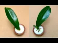 Download Lagu Hanya Nasi! Daun Anggrek Langsung Berakar dan Berbunga Sepanjang Tahun