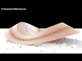11 Parametric Pavillion Voronoi Pattern Grasshopper Tutorial