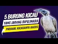 5 Jenis burung kicau yang jarang dipelihara padahal kicauanya merdu