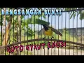 Download Lagu CUIT CUIT SOGON MEMANGGIL LAWAN PANCINGAN EMOSI‼️Burung Bahan Cepat Nyaut