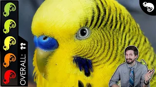 Download Budgie Parakeet, The Best Pet Reptile MP3