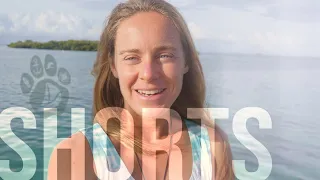 INTRODUCTION TO OUR SHORTS! ~ Postcards From Bagheera