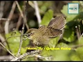 Download Lagu Suara Burung Kecici Belalang | Nyecret Durasi Panjang