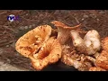 Urban TV Presents Mushrooms A Delicacy of the People of Mexico