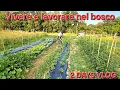 Download Lagu We tidy up the garden of the cabin, we harvest in the vegetable garden and... - VLOG OF LIFE AND ...