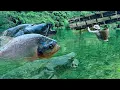 Download Lagu Traditional Fishing Skills - Single Mother Catches Giant Fish in Strange Stream
