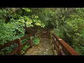 Walking in the Rain through Old Growth Forest | Yakushima, Japan