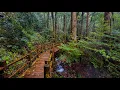 Walking in the Rain through Old Growth Forest Yakushima Japan
