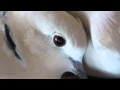 Download Lagu Doves cooing