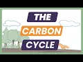 What Is the Carbon Cycle Simple Breakdown for APES IGCSE A-Level