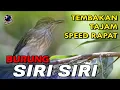 Download Lagu Masteran Burung Siri Siri Tembakan Tajam Speed Rapat