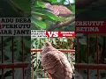 Download Lagu Suara perkutut liar vs perkutut betina adu debat #platm #perkutut #suaraperkutut #kututbetina