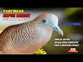 Lagu Perkutut Lokal Agar Cepat Bunyi dengan Suara Ini! PANCINGAN PERKUTUT LOKAL GACOR | Zebra Dove 226