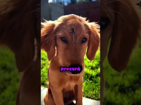 Esse cachorro virou melhor amigo de uma borboleta... 🦋🐶