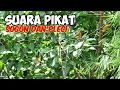Download Lagu Suara Pikat Sogon Dan Pleci Paling Simpel Dan  jernih