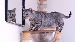 猫が動いてるところを撮るのはいろんな意味で大変です！